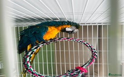 Macaws birds for sale: Male macaw parrot - Image 10