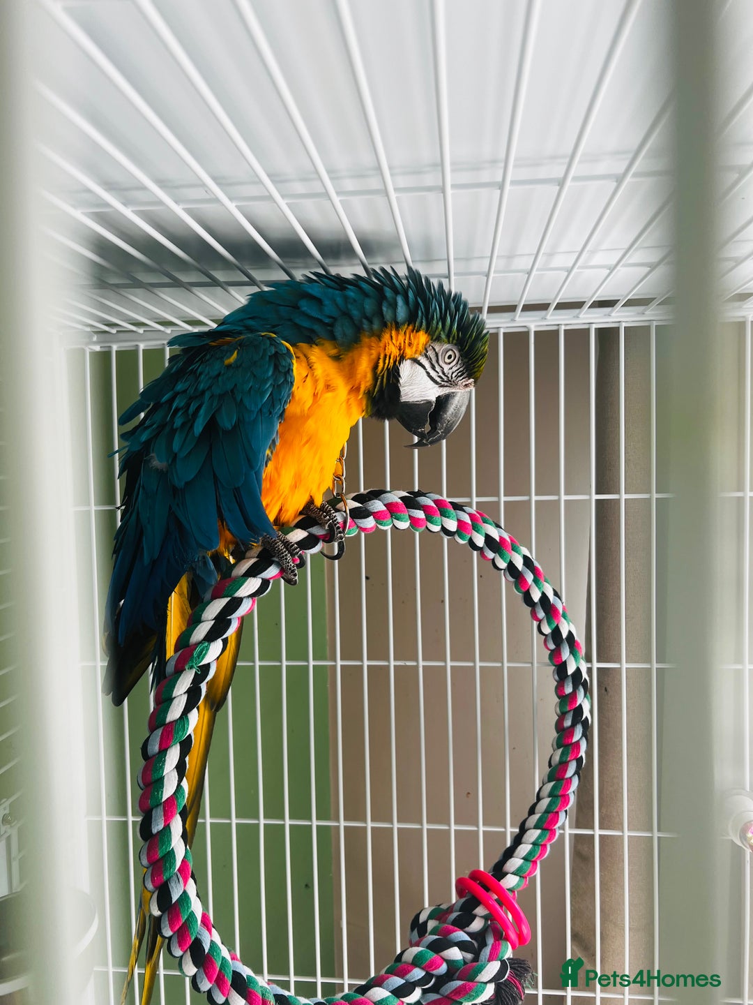 Macaws birds for sale: Male macaw parrot - Image 10
