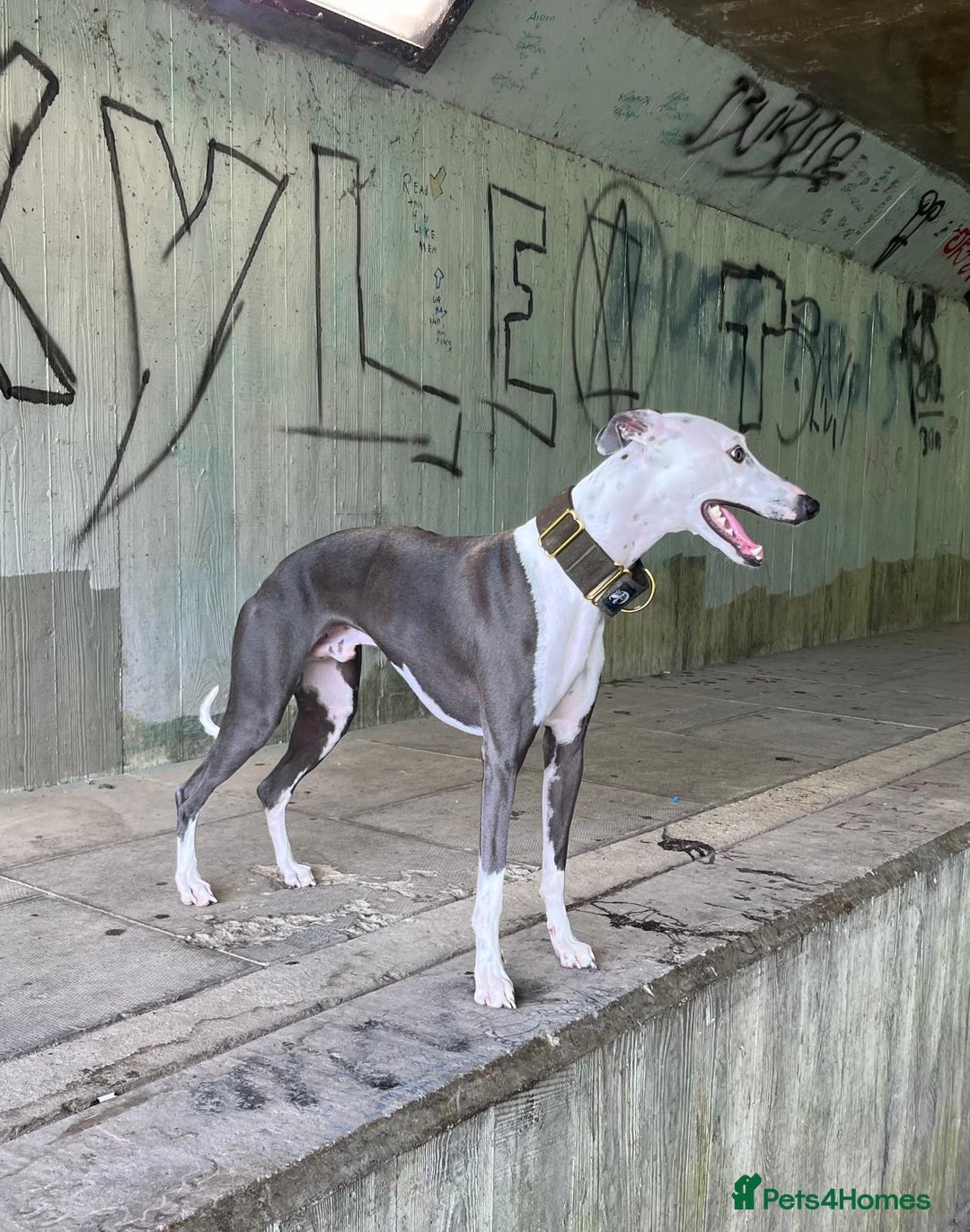 Whippet dogs for stud: Whippet For Stud in Eastbourne - Advert 9