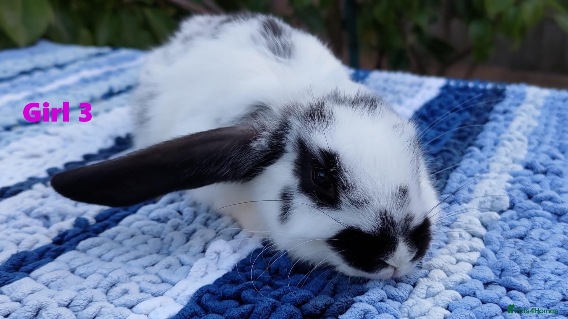 Mini Lop rabbits Cute French x Mini Lop Ready to Go! - Advert 2