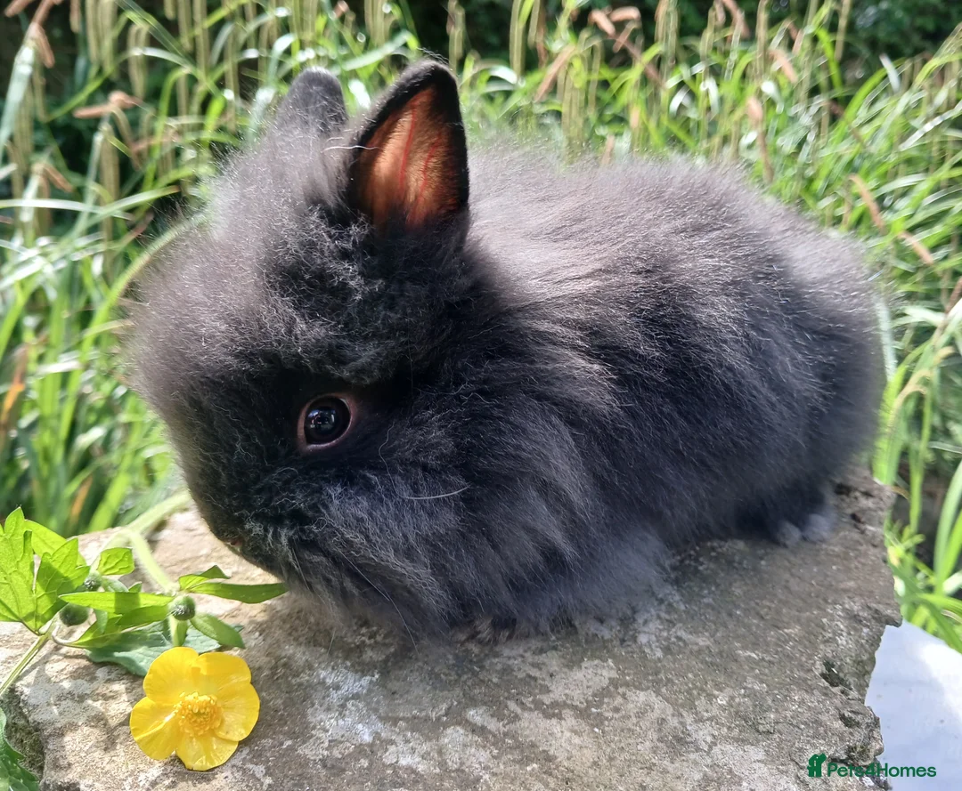 Lionhead rabbits for sale: Stunning DM Lionhead baby rabbits  - Advert 2