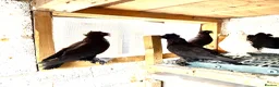 Pigeons birds for sale: Double crested trumpeters Pairs for sale  - Advert 2