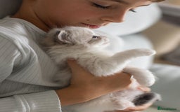 Ragdoll cats for sale: NEW LITTER of Blue BiColour And Lynx kittens - Image 23