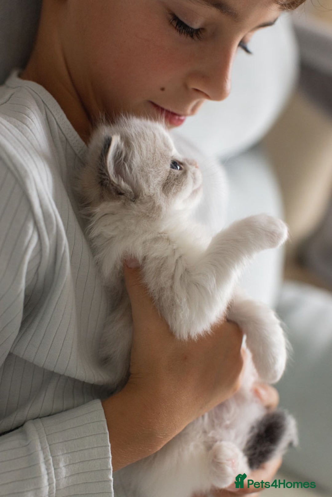 Ragdoll cats for sale: NEW LITTER of Blue BiColour And Lynx kittens - Image 23