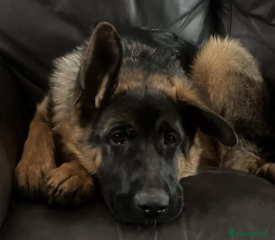 German Shepherd dogs for sale: German Shepherds looking for new homes  - Image 3