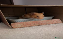 Hamster rodents for sale: Syrian Hamster with secure enclosure  - Advert 4