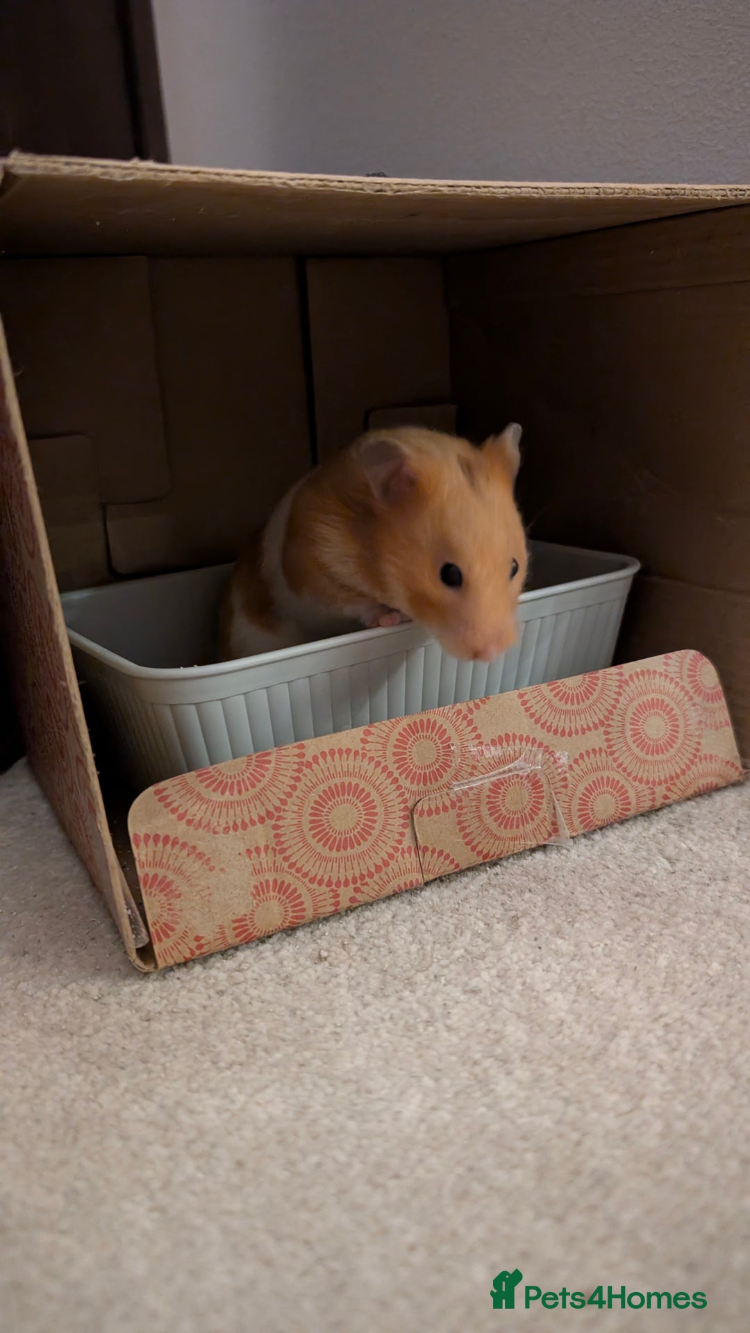 Hamster rodents for sale: Syrian Hamster with secure enclosure  - Advert 4