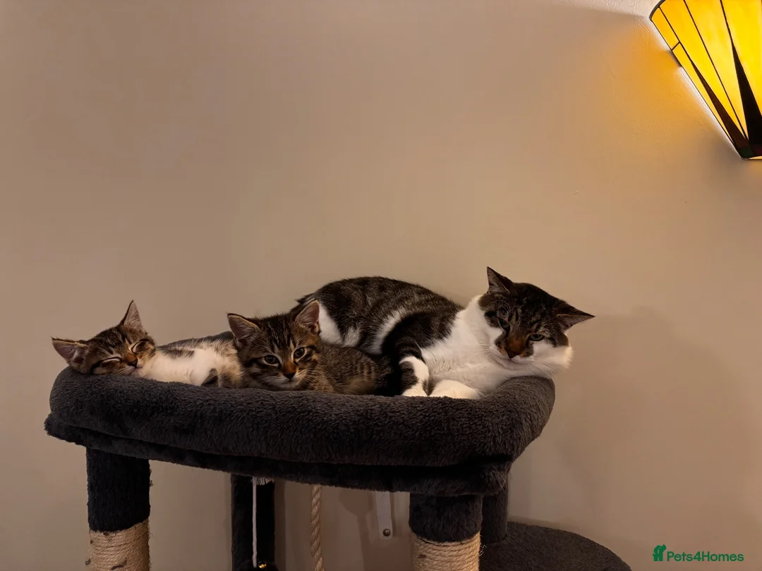 Mixed Breed cats for sale: Little boy ready to leave  - Advert 5