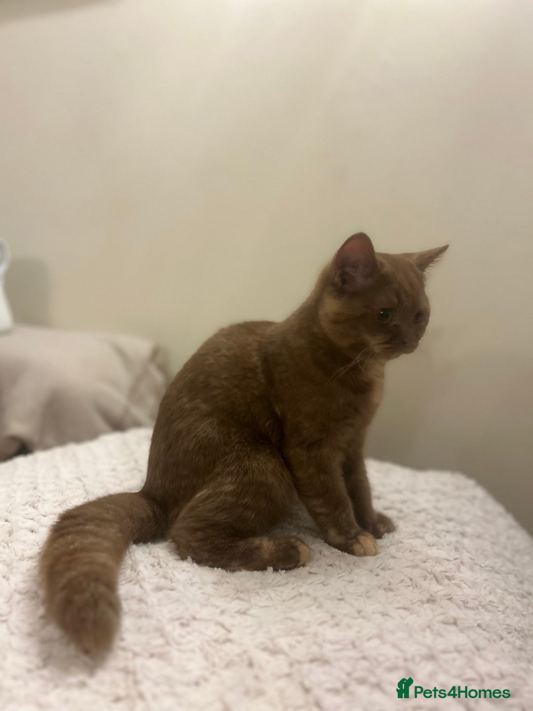 British Shorthair cats for sale: Cinnamon Tortie BSH  - Advert 5