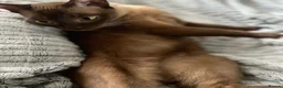 Burmese cats for sale: Chocolate and Lilac Burmese - rehomed together  - Advert 5