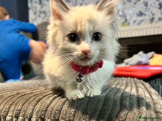 Ragdoll cats Female ragdoll - Advert 2