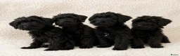 Schnoodle dogs for sale: Beautiful Miniature Schnauzer × Toy Poodle Puppies in Brentwood - Advert 4