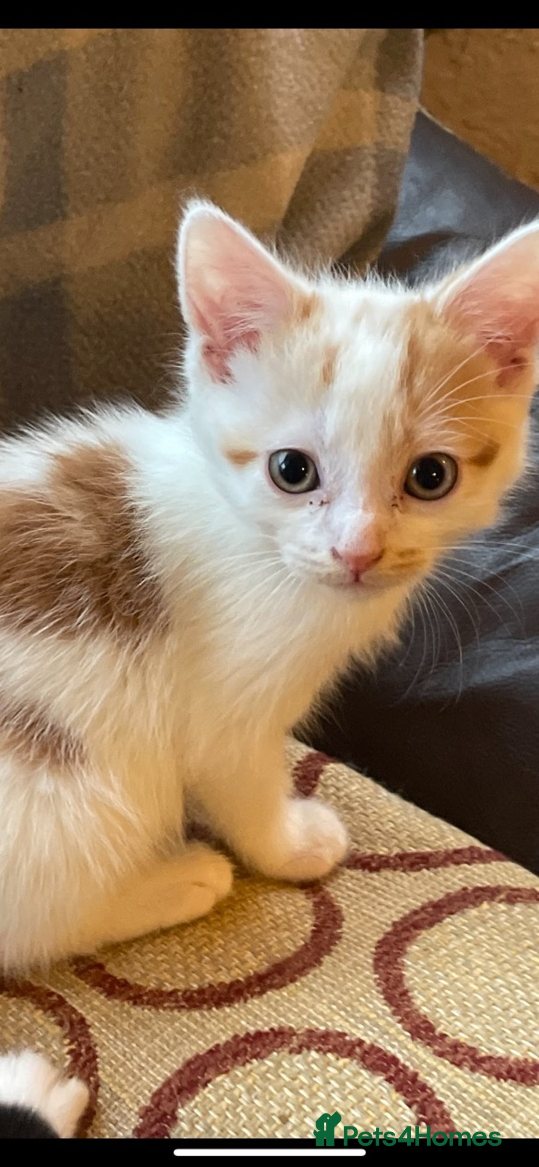 Mixed Breed cats for sale: Adorable kittens ready for their forever homes now - Advert 1