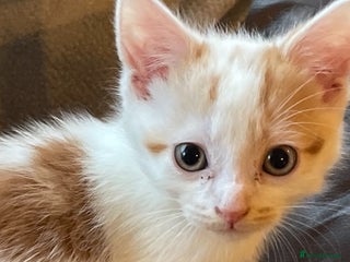 Mixed Breed cats Adorable kittens ready for their forever homes now - Advert 1