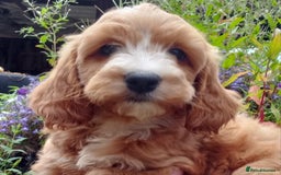 Cockapoo dogs for sale: Gorgeous Cockapoo puppies for sale  - Image 8