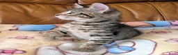 Bengal cats for sale: Adorable friendly Bengal kittens ready now!! - Advert 10