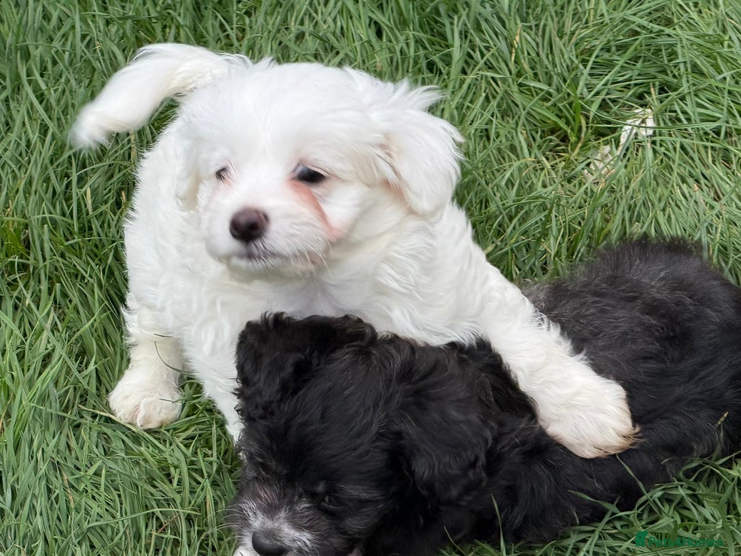 Bichon Frise dogs for sale: Dogs  - Image 11