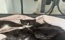 Domestic Shorthair cats for sale: Gorgeous kittens - Image 8