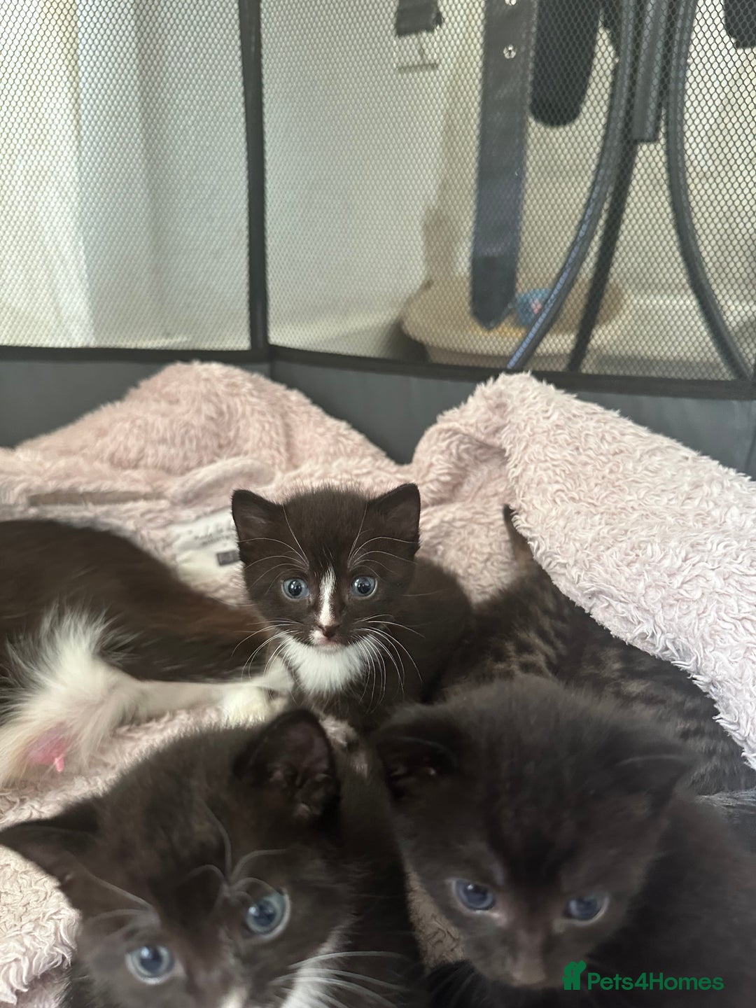 Domestic Shorthair cats for sale: Gorgeous kittens - Image 8