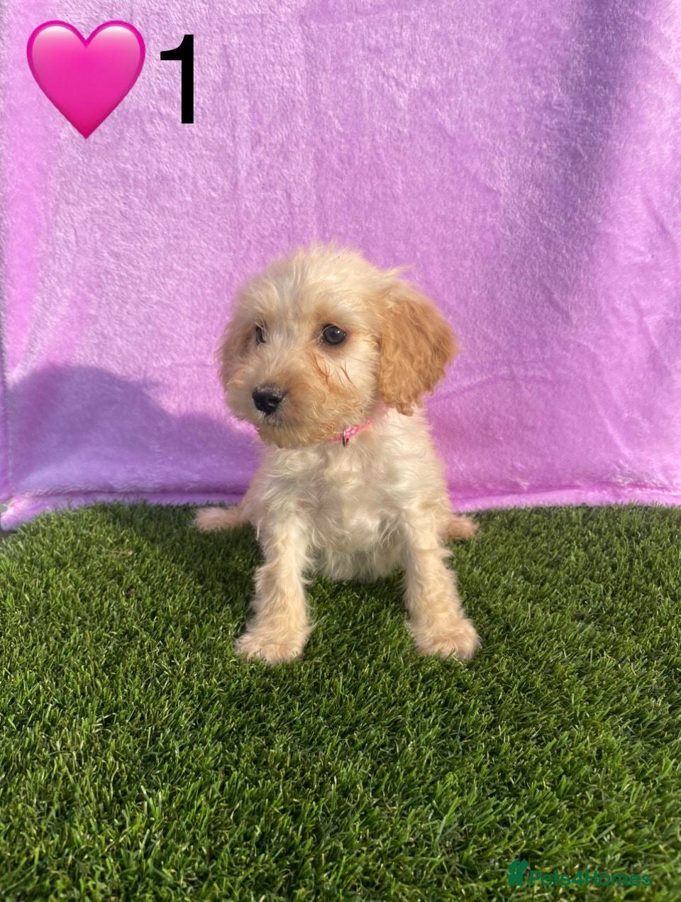 Cockapoo dogs ⭐️Beautiful Minature Cockapoos⭐️ - Advert 2