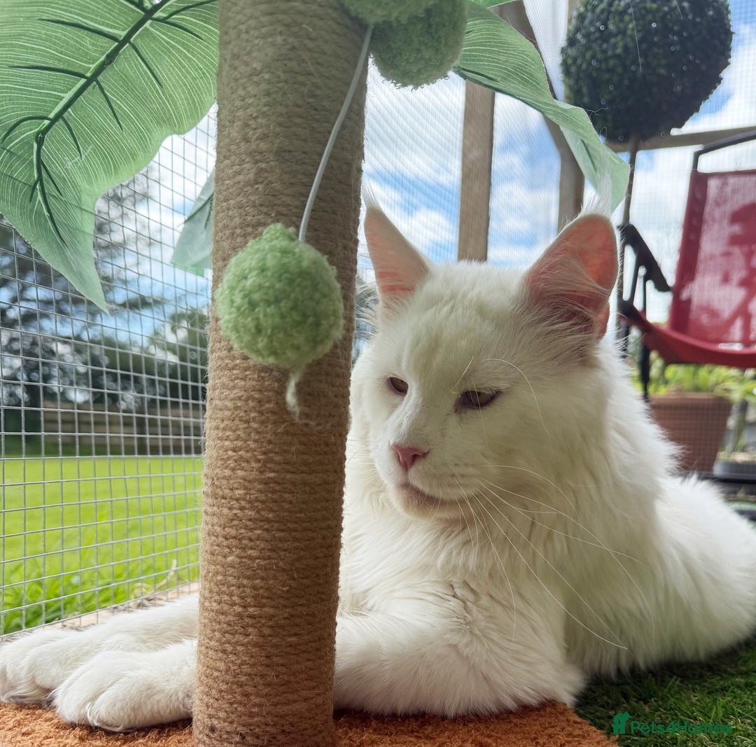 Maine Coon cats for sale: ANDERPRIDE HAVE KITTENS- INTEREST  OPEN  - Image 21