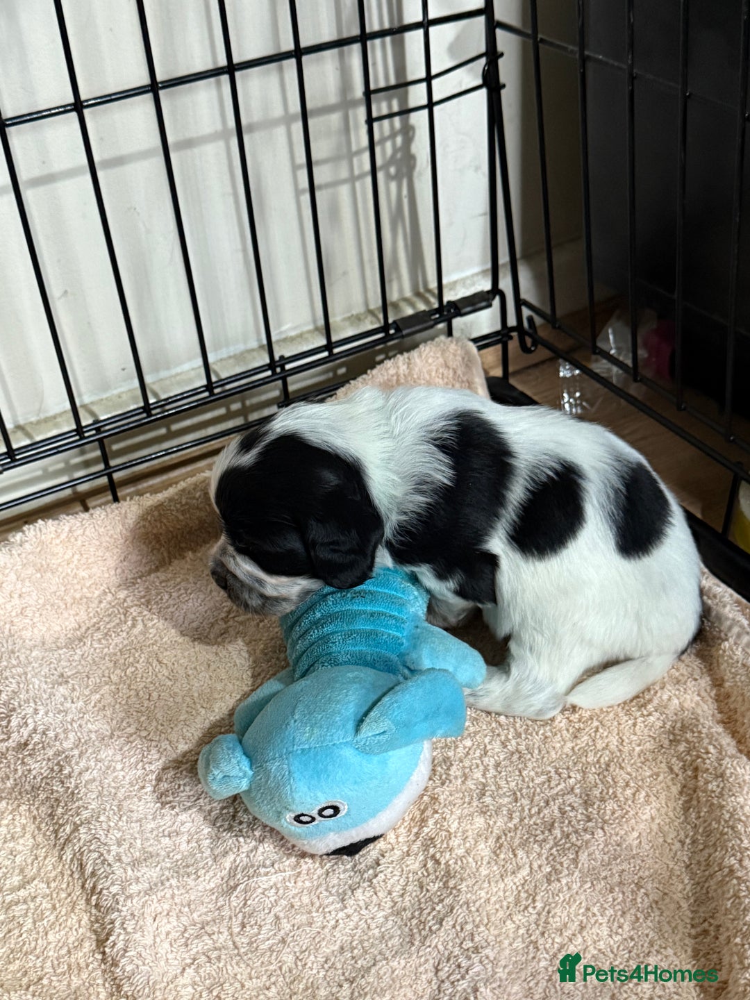 Sprocker dogs for sale: Sprocker puppies  - Advert 21