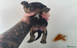 Bocker dogs for sale: 7x Bocker pups (born 22/06/2025) - Image 15