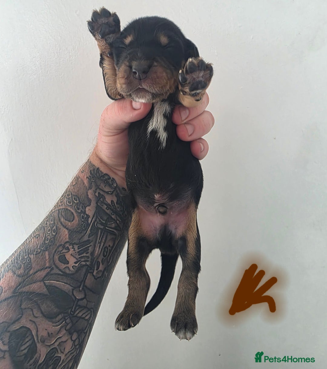Bocker dogs for sale: 7x Bocker pups (born 22/06/2025) - Image 15