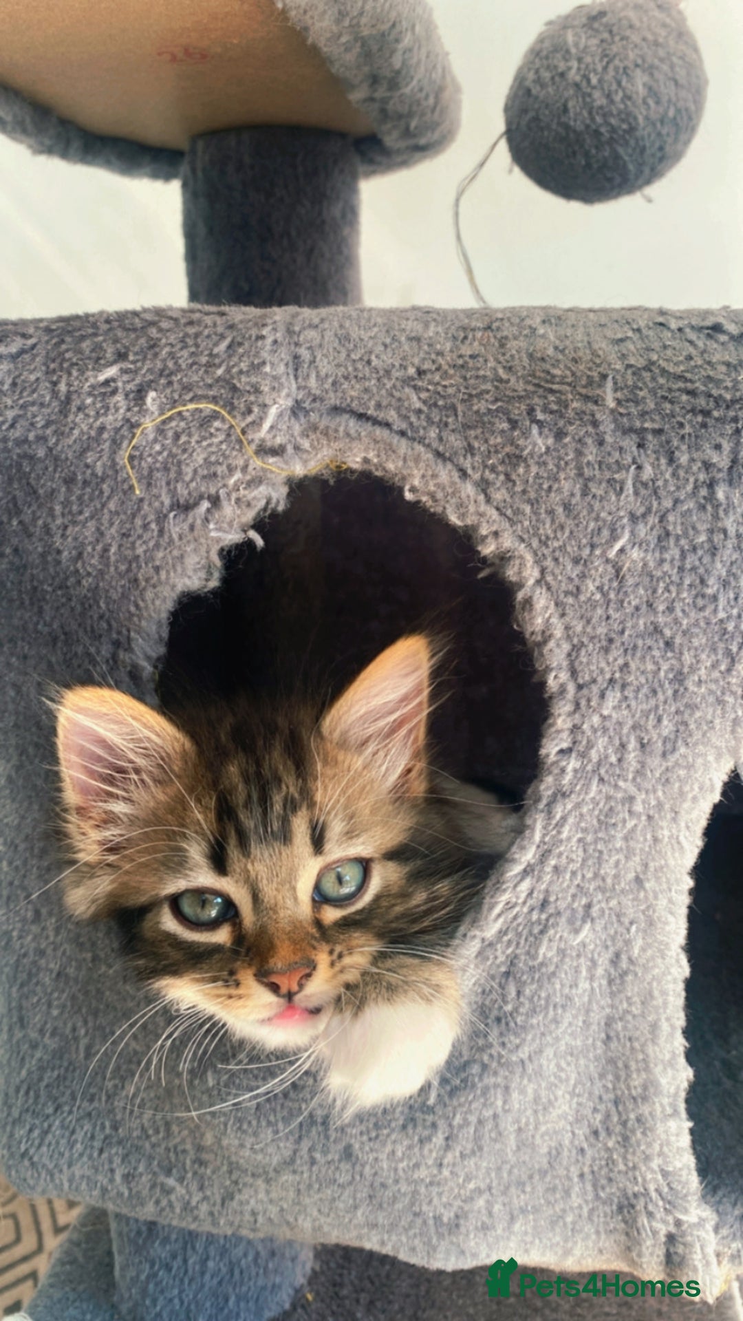 Mixed Breed cats for sale: Adorable kittens looking for their forever home 🐾 - Image 11