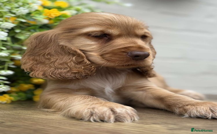Cocker Spaniel dogs - Advert 15