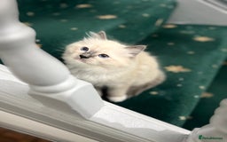 Ragdoll cats for sale: Meet Special joy - Image 14