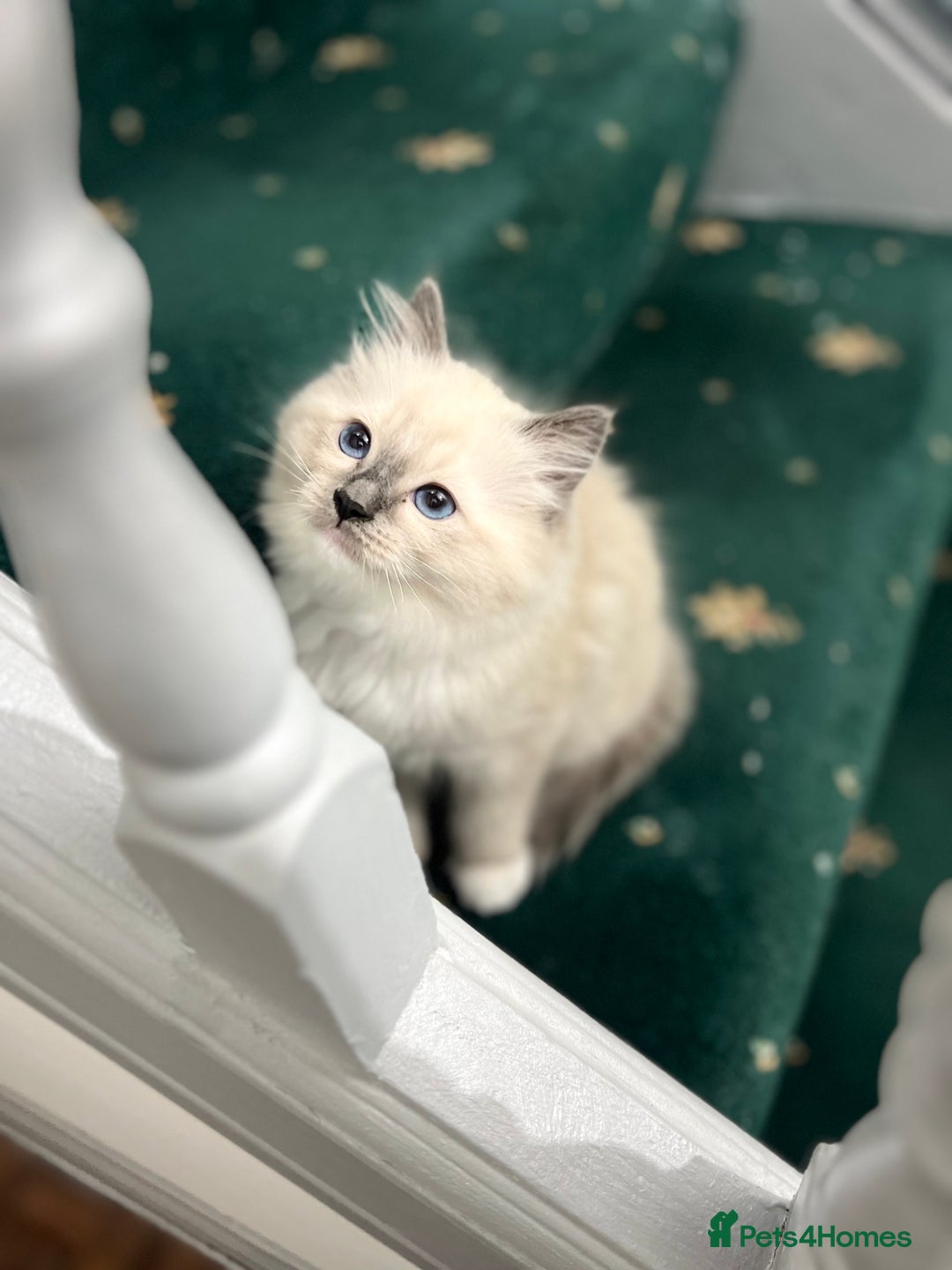 Ragdoll cats for sale: Meet Special joy - Image 14