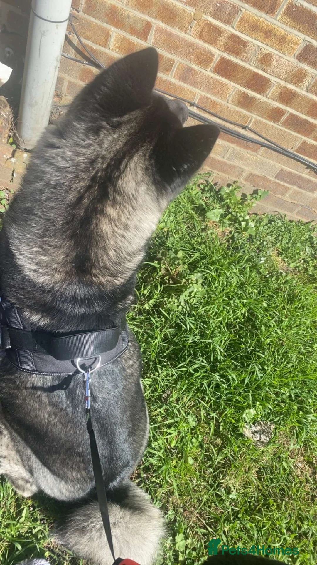 Akita dogs for sale: american akita for sale in Belvedere - Advert 2