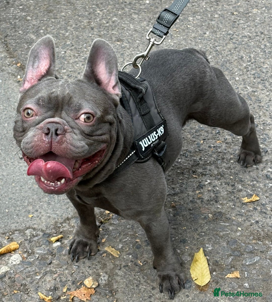 French Bulldog dogs for stud: Stud. Blue boy KC in Southampton - Image 3