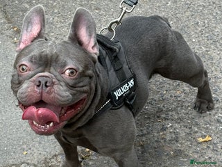 French Bulldog dogs in Southampton - Advert 21
