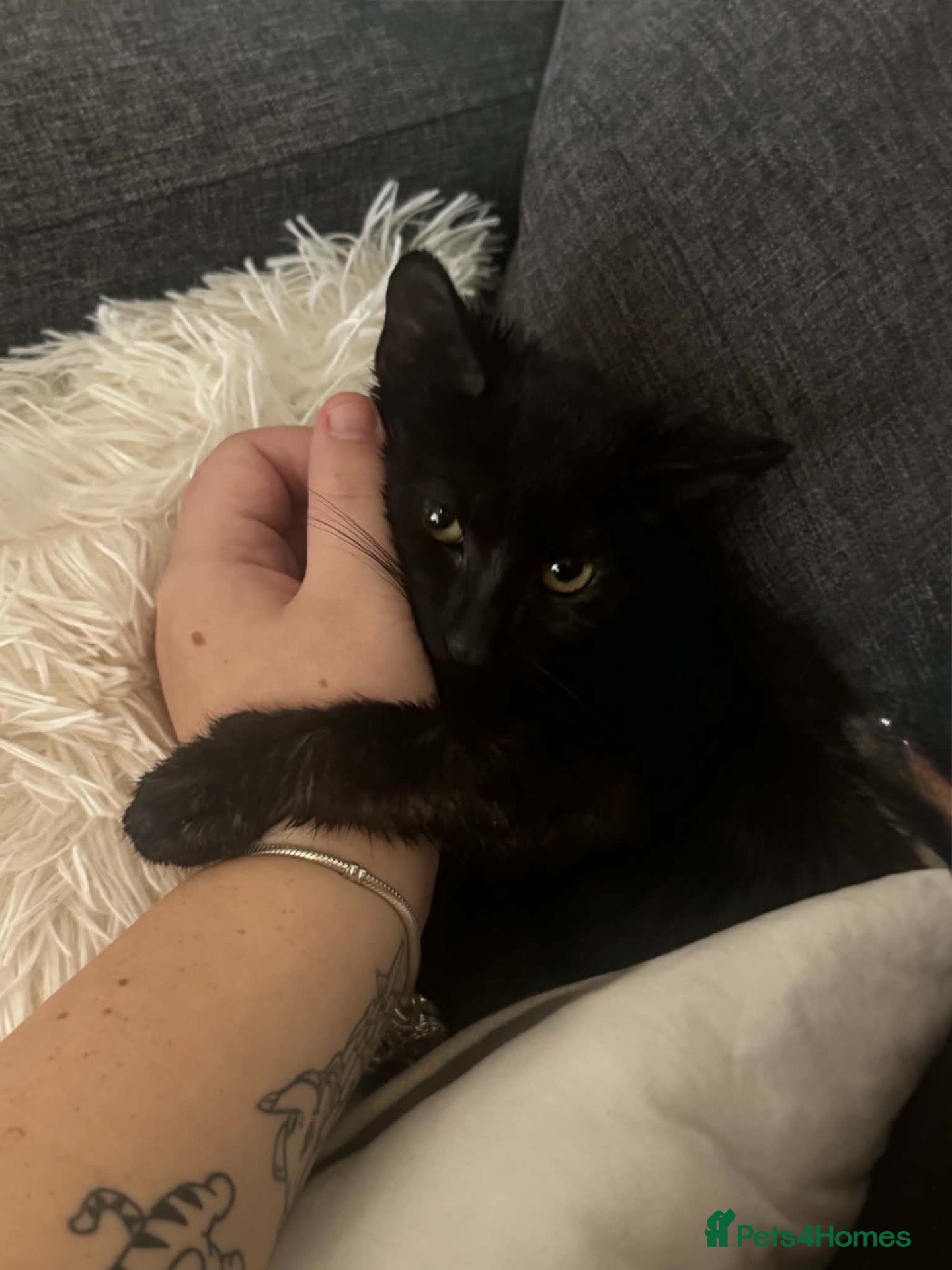 Domestic Shorthair cats Beautiful kittens needing homes  - Advert 8