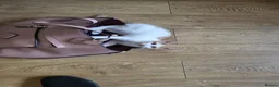 Mixed Breed cats for sale: Ginger & White Kitten - Advert 7
