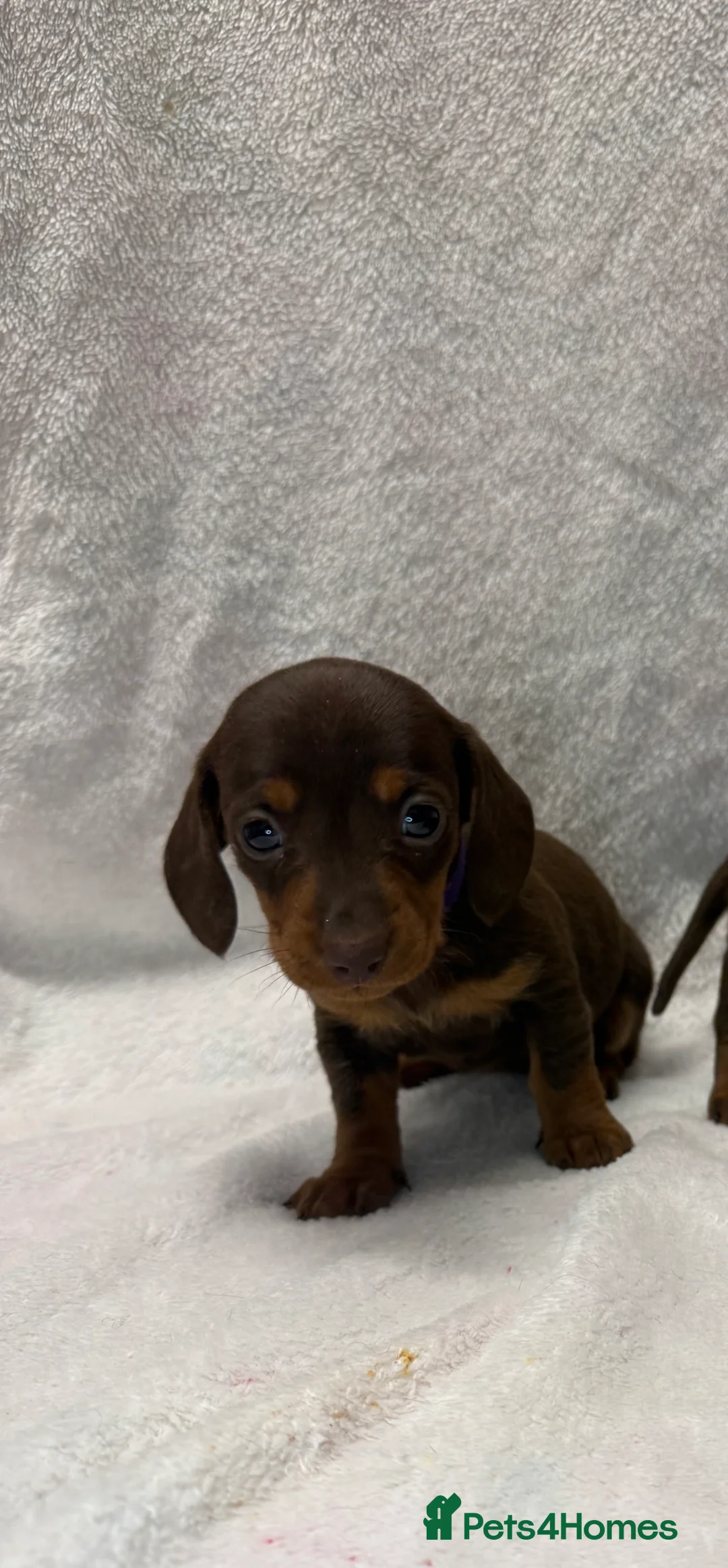 Miniature Dachshund dogs for sale: Beautiful KC Miniature Dachshunds Puppies  - Advert 6
