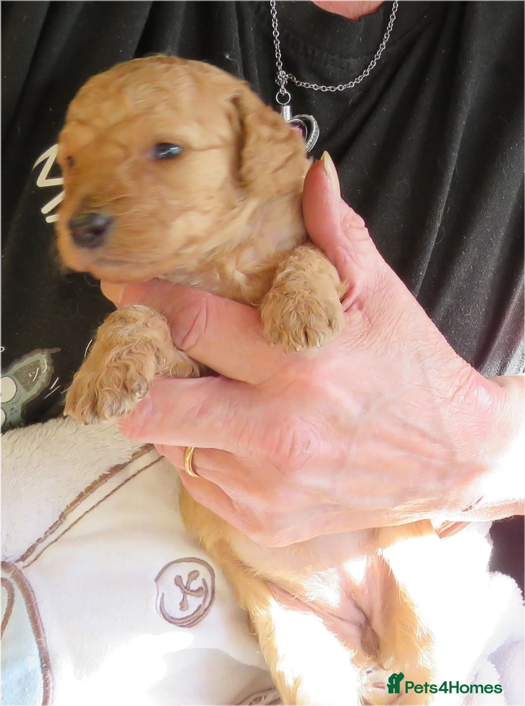 Cockapoo dogs for sale: Beautiful DNA Health tested Cockapoos - Advert 29