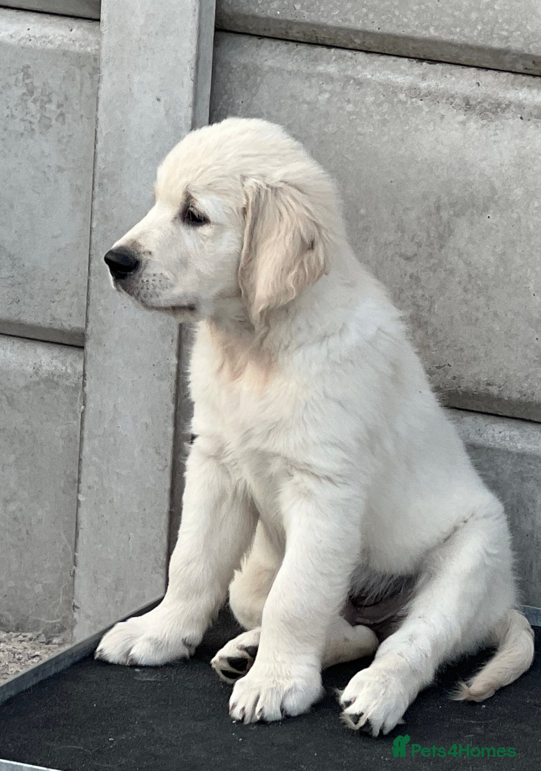 Golden Retriever dogs for sale: Stunning Puppies Ready Now (Updated pics) - Image 27