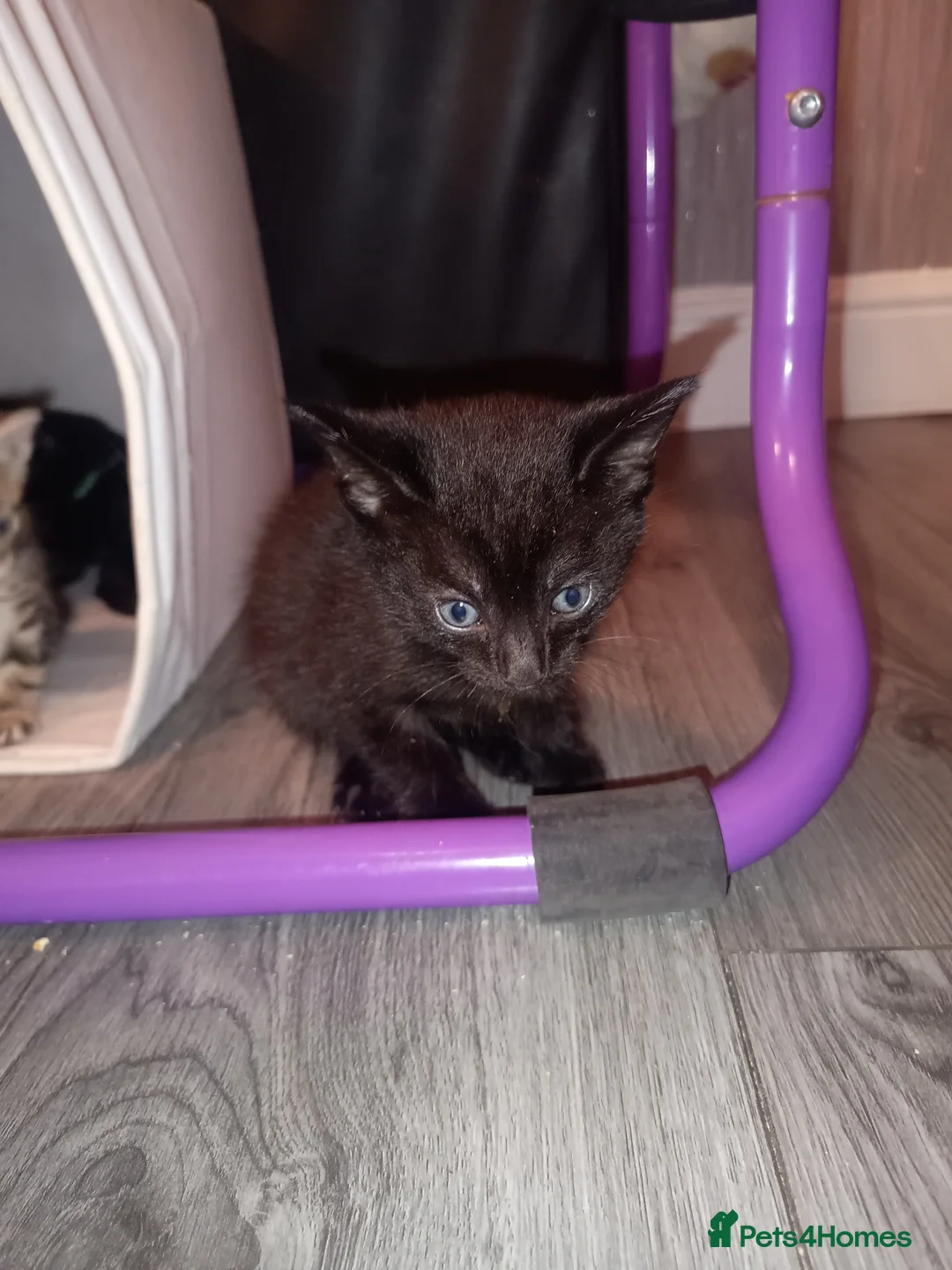 Mixed Breed cats for sale: 1 black boy and 4 girl tabby cats - Advert 21