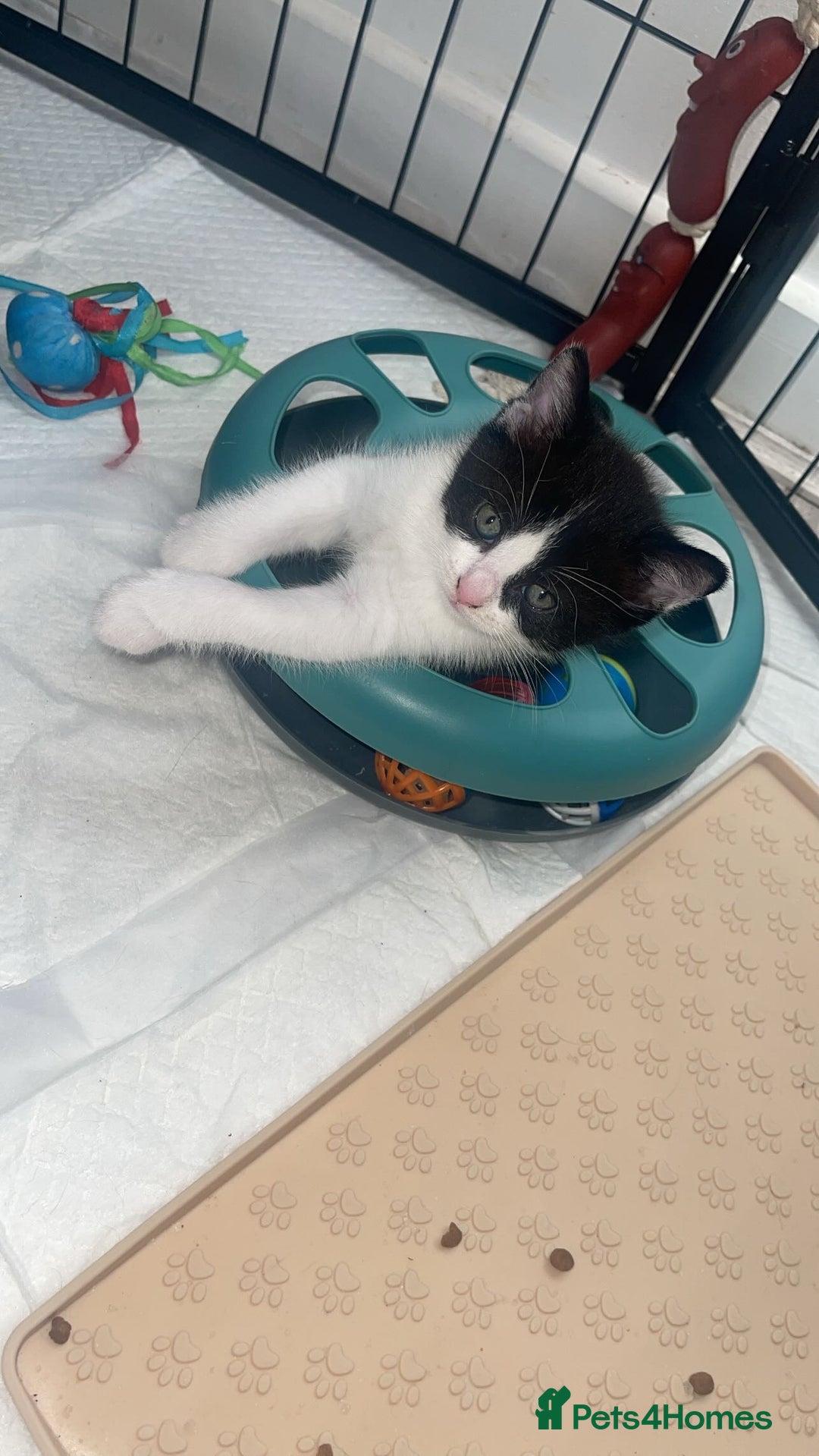 Mixed Breed cats for sale: Mixed breed  - Image 2
