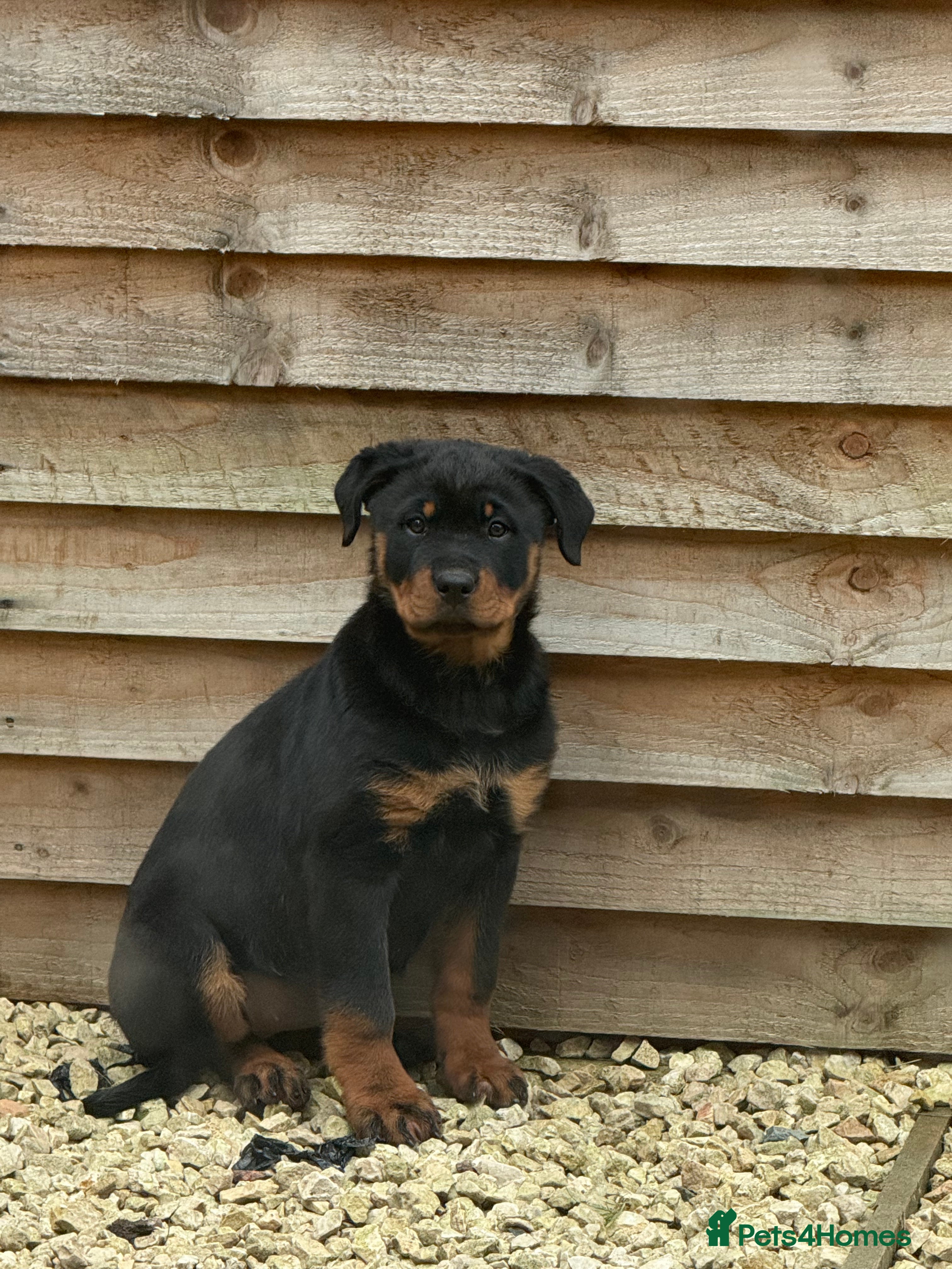 Rottweiler dogs 4 month old Rottweiler in Loughborough - Advert 1
