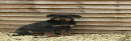 Rottweiler dogs for sale: 4 month old Rottweiler - Advert 1