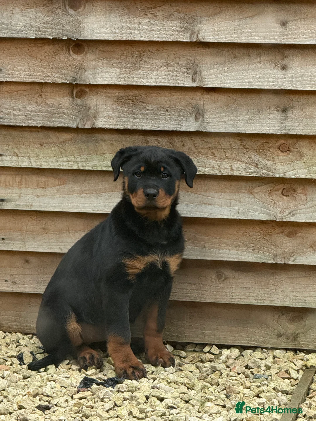 Rottweiler dogs for sale: 4 month old Rottweiler - Advert 1