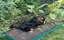 Cavalier King Charles Spaniel dogs for stud: STUD ONLY KC Cavalier KC Black and Tan stunning - Image 3