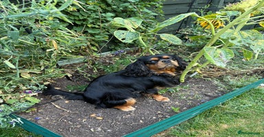 Cavalier King Charles Spaniel dogs - Advert 7
