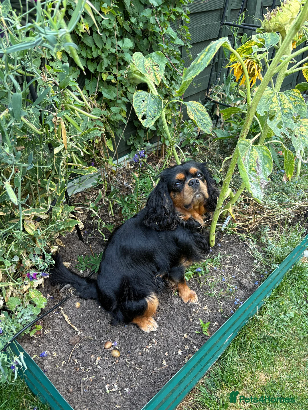 Cavalier King Charles Spaniel dogs for stud: STUD ONLY KC Cavalier KC Black and Tan stunning - Advert 3