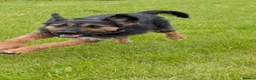 Mixed Breed dogs for adoption: Special boy Sparkle looking for love - Advert 6