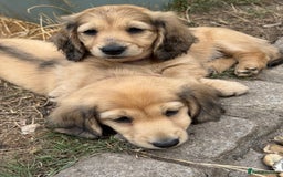 Miniature Dachshund dogs for sale: 2 Male ready to leave Miniature Dachshund  - Image 5